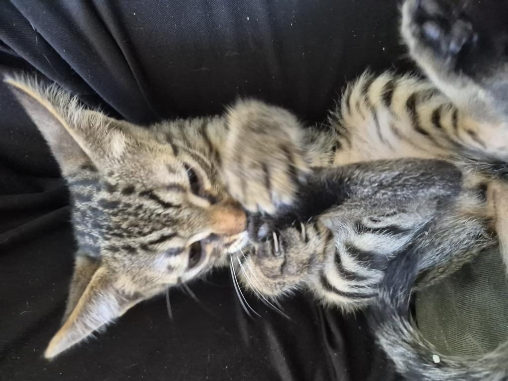MİNİK KEDİMİZ JOJO YENİ SAHİBİNİ ARIYOR