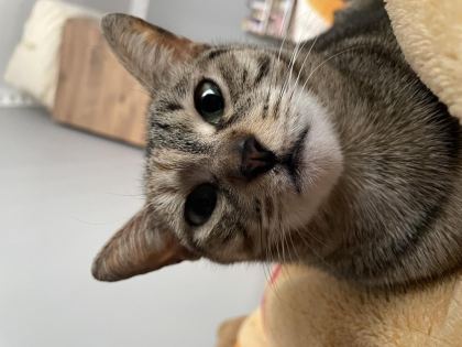 ÇOK ACİL YUVA ARANIYOR DİŞİ TEKİR KEDİMİZ