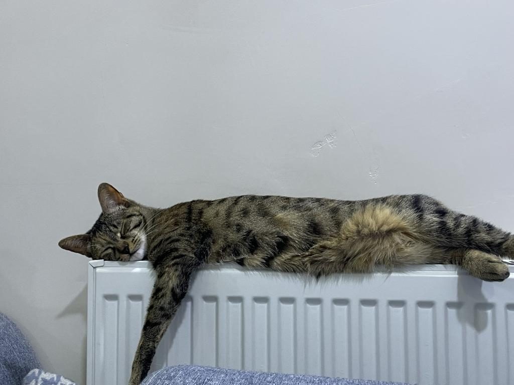 ÇOK ACİL YUVA ARANIYOR DİŞİ TEKİR KEDİMİZ