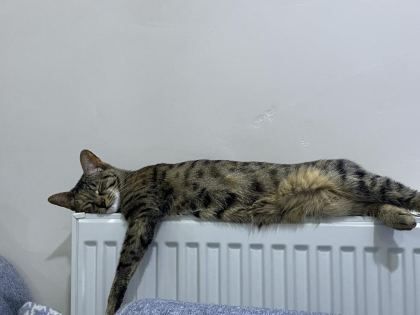 ÇOK ACİL YUVA ARANIYOR DİŞİ TEKİR KEDİMİZ