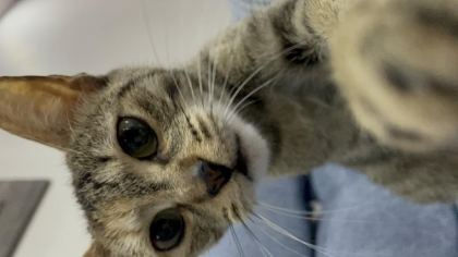 ÇOK ACİL YUVA ARANIYOR DİŞİ TEKİR KEDİMİZ