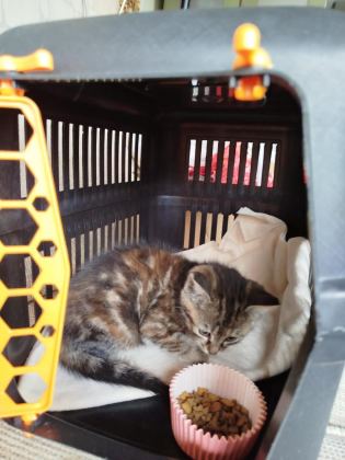 KEDİMİZ TEFO YUVA ARIYOR
