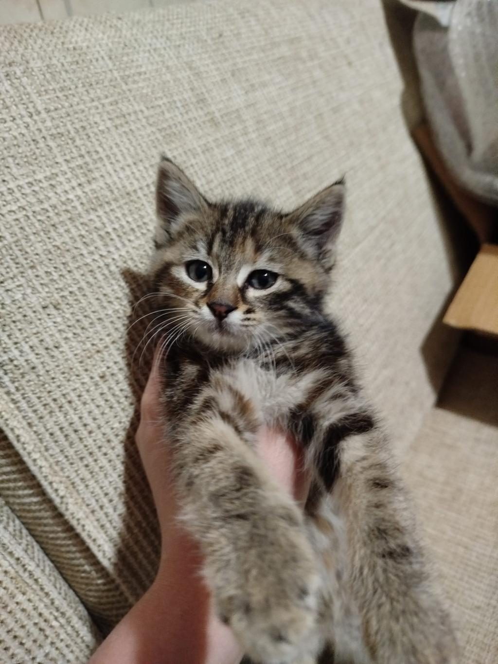 KEDİMİZ TEFO YUVA ARIYOR