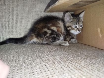 KEDİMİZ TEFO YUVA ARIYOR