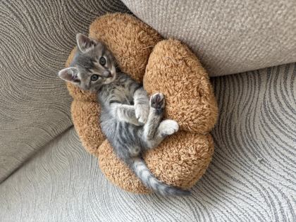SICACIK YUVA TEKİR KEDİMİZE