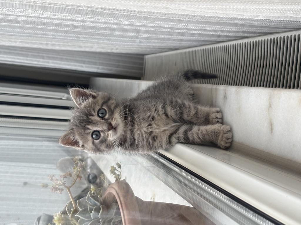 SICACIK YUVA TEKİR KEDİMİZE