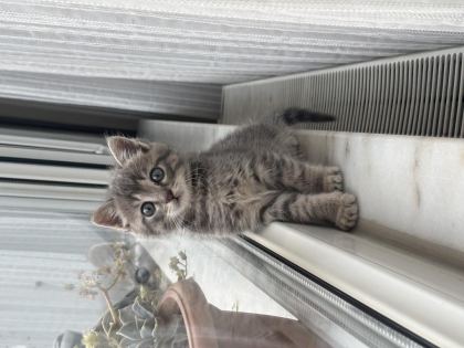 SICACIK YUVA TEKİR KEDİMİZE