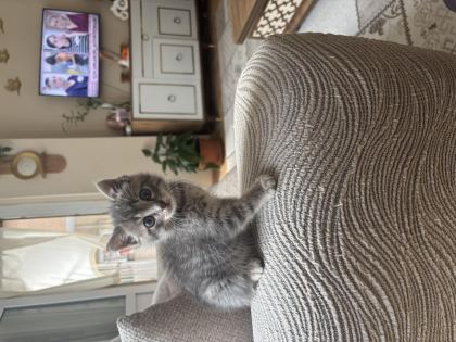 SICACIK YUVA TEKİR KEDİMİZE