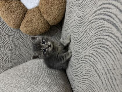 SICACIK YUVA TEKİR KEDİMİZE