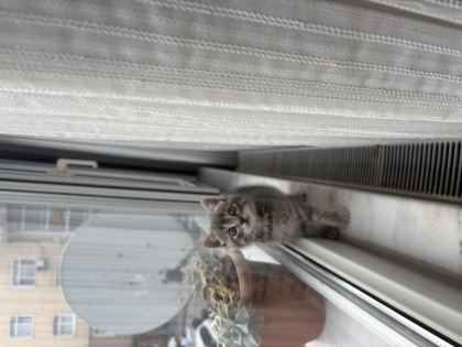 SICACIK YUVA TEKİR KEDİMİZE