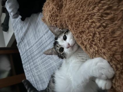 KISIR AŞILARI TAM KEDİMİZ