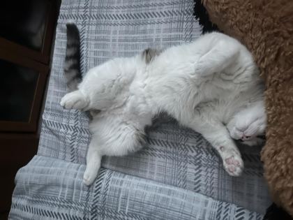 KISIR AŞILARI TAM KEDİMİZ