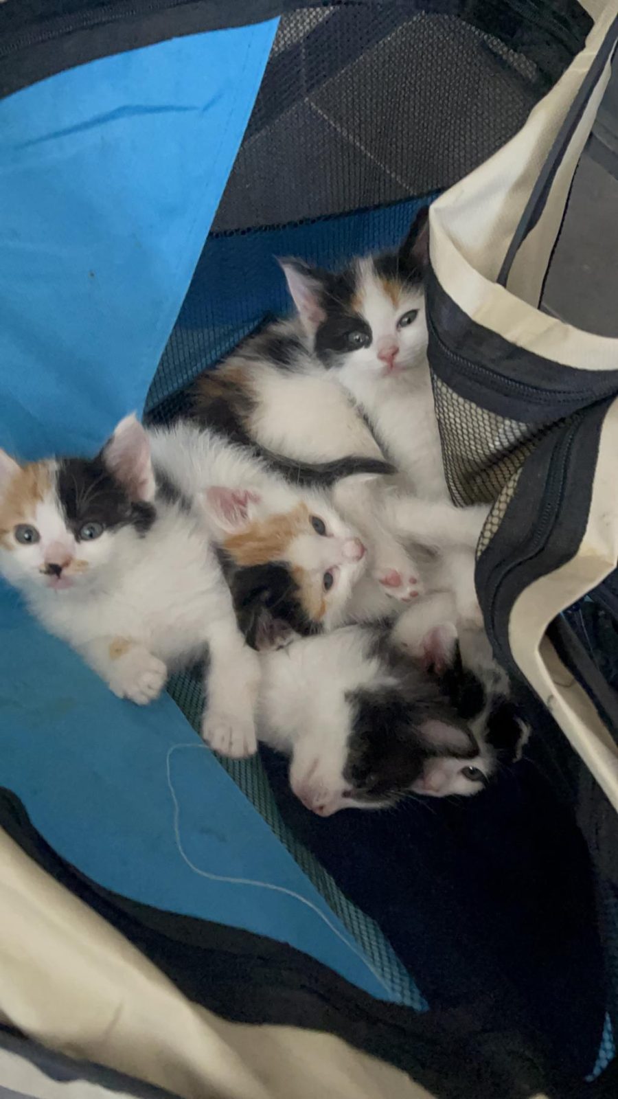 5 MİNİK YAVRU KEDİLER