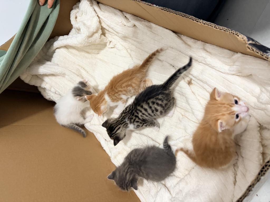 1,5 AYLIK SÜTTEN KESİLMEYE YAKIN TUVALET EĞİTİMLİ 4 KEDİMİZ