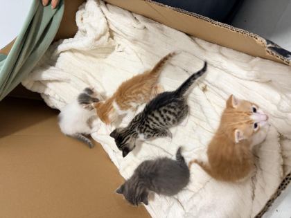 1,5 AYLIK SÜTTEN KESİLMEYE YAKIN TUVALET EĞİTİMLİ 4 KEDİMİZ