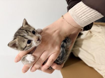 1,5 AYLIK SÜTTEN KESİLMEYE YAKIN TUVALET EĞİTİMLİ 4 KEDİMİZ