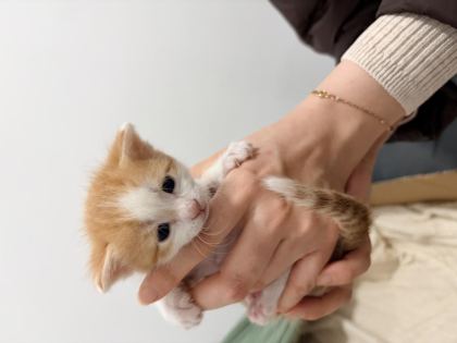 1,5 AYLIK SÜTTEN KESİLMEYE YAKIN TUVALET EĞİTİMLİ 4 KEDİMİZ