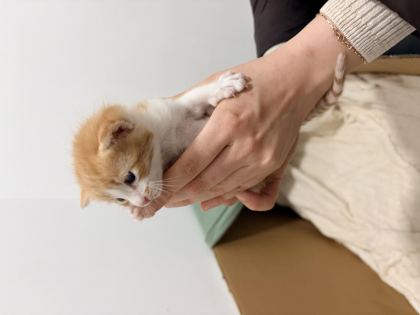 1,5 AYLIK SÜTTEN KESİLMEYE YAKIN TUVALET EĞİTİMLİ 4 KEDİMİZ