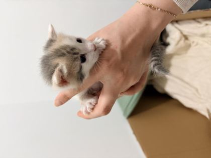 1,5 AYLIK SÜTTEN KESİLMEYE YAKIN TUVALET EĞİTİMLİ 4 KEDİMİZ