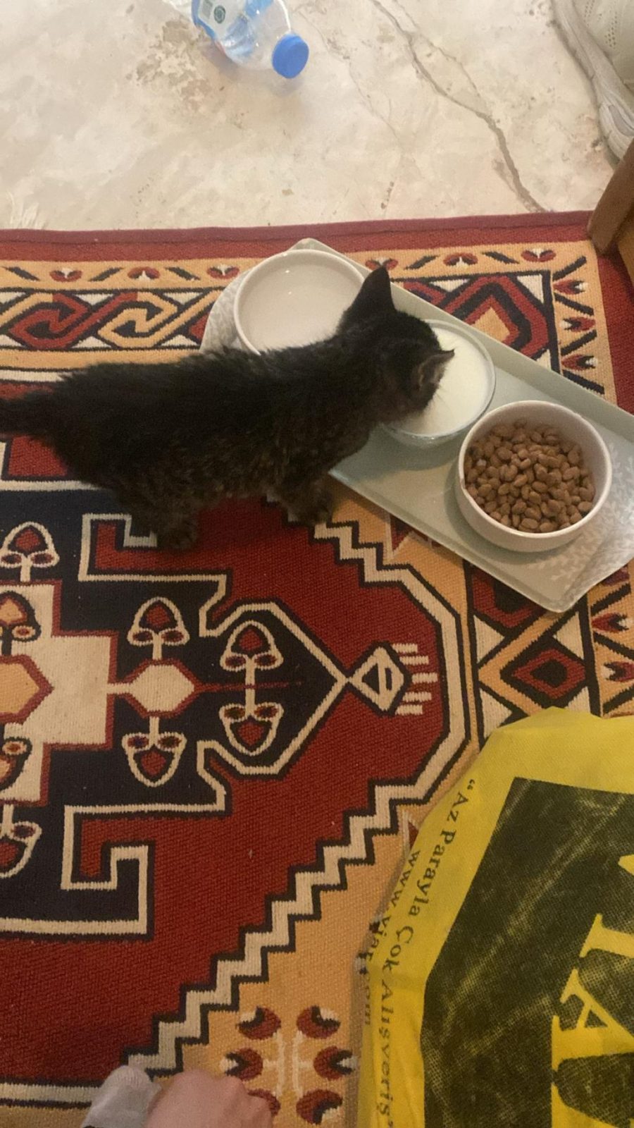 YAVRU KEDİMİZ YAKLAŞIK 1 AYLIK