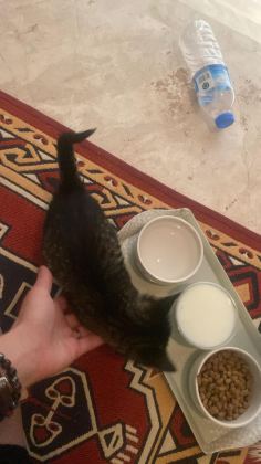 YAVRU KEDİMİZ YAKLAŞIK 1 AYLIK