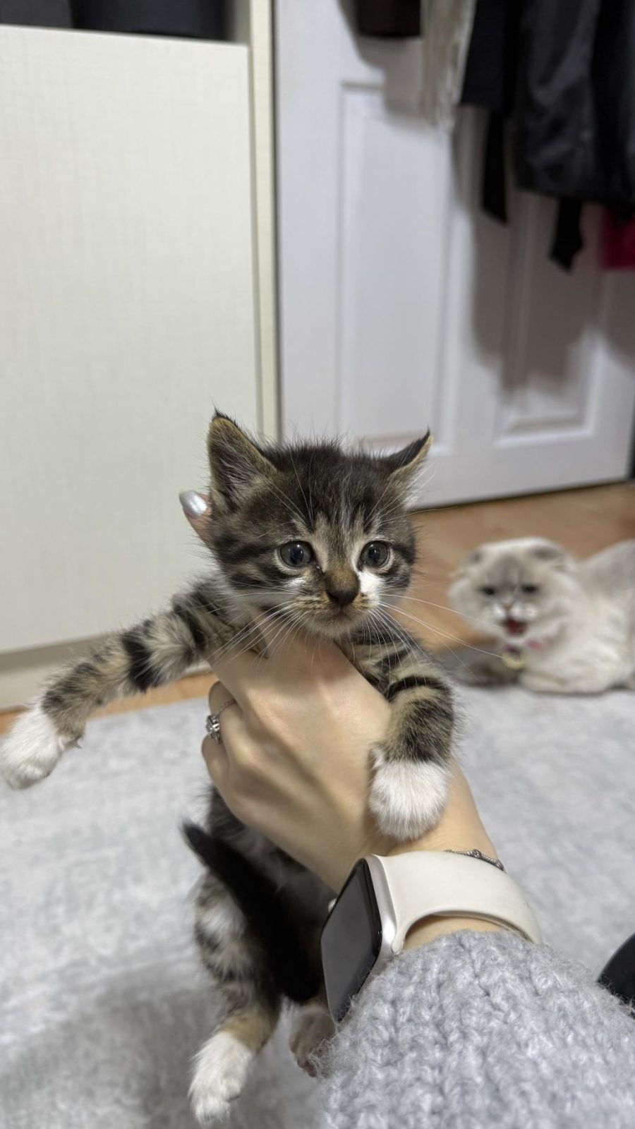 BEBEK OYUNCU DİŞİ TEKİR