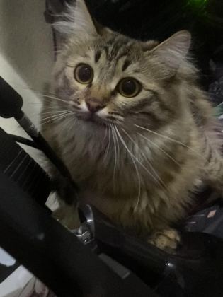 DAHA 11 AYLIK OYUNCU EV KEDİSİ