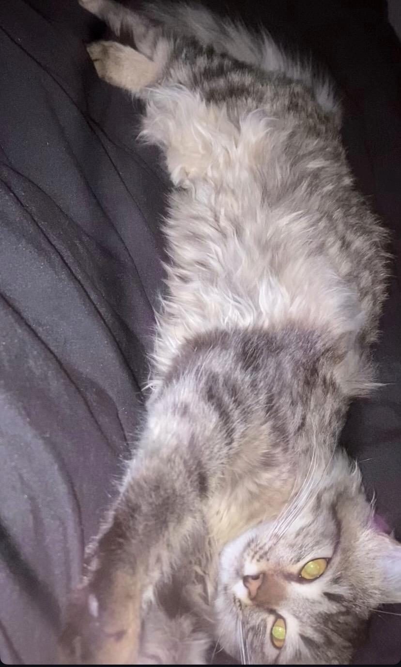 DAHA 11 AYLIK OYUNCU EV KEDİSİ