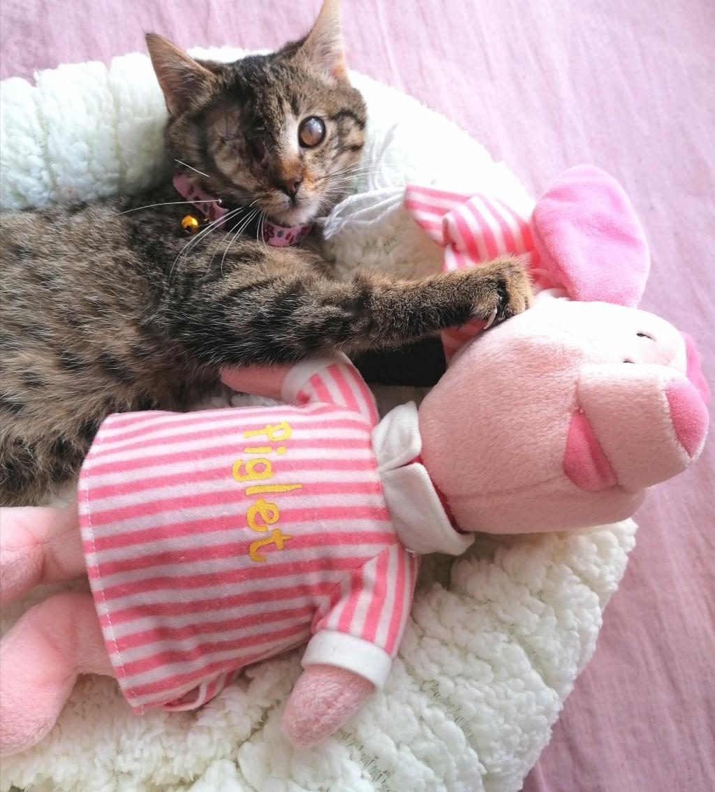 SOKAKTAN KURTARDIĞIMIZ BU CAN KEDİYE ÖMÜRLÜK YUVA