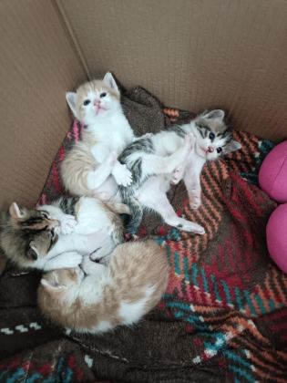 1 AYLIK TATLI MI TATLI YAVRU KEDİLERİMİZ