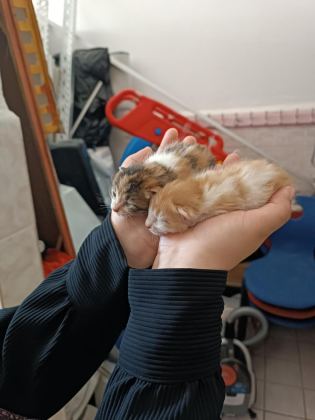 1 AYLIK TATLI MI TATLI YAVRU KEDİLERİMİZ