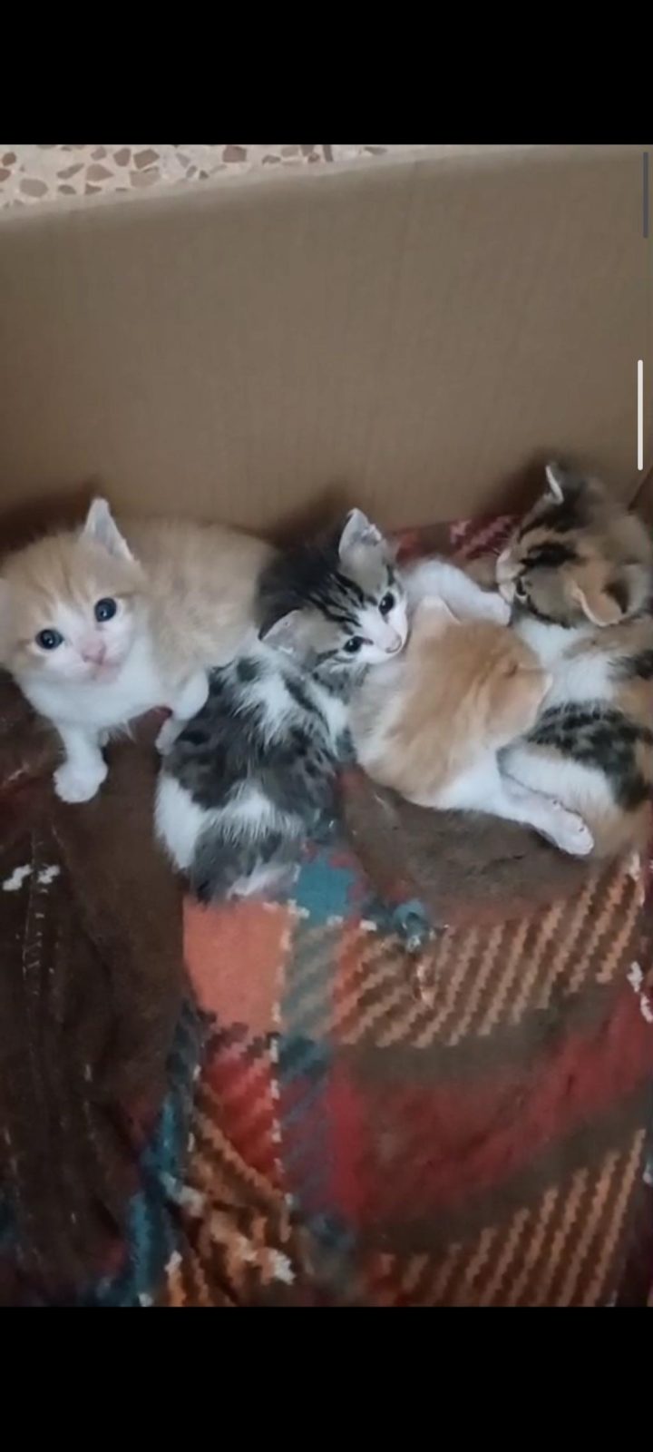 1 AYLIK TATLI MI TATLI YAVRU KEDİLERİMİZ