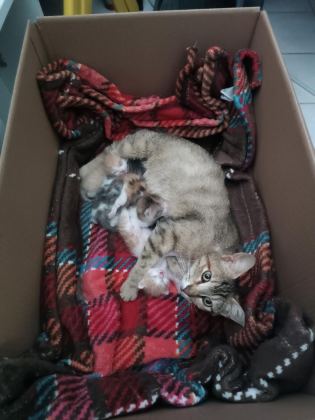 1 AYLIK TATLI MI TATLI YAVRU KEDİLERİMİZ