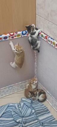 1 AYLIK TATLI MI TATLI YAVRU KEDİLERİMİZ