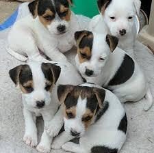 JACK RUSSELL YAVRULARIM SAĞLIK VE IRK GARANTİLİDİR