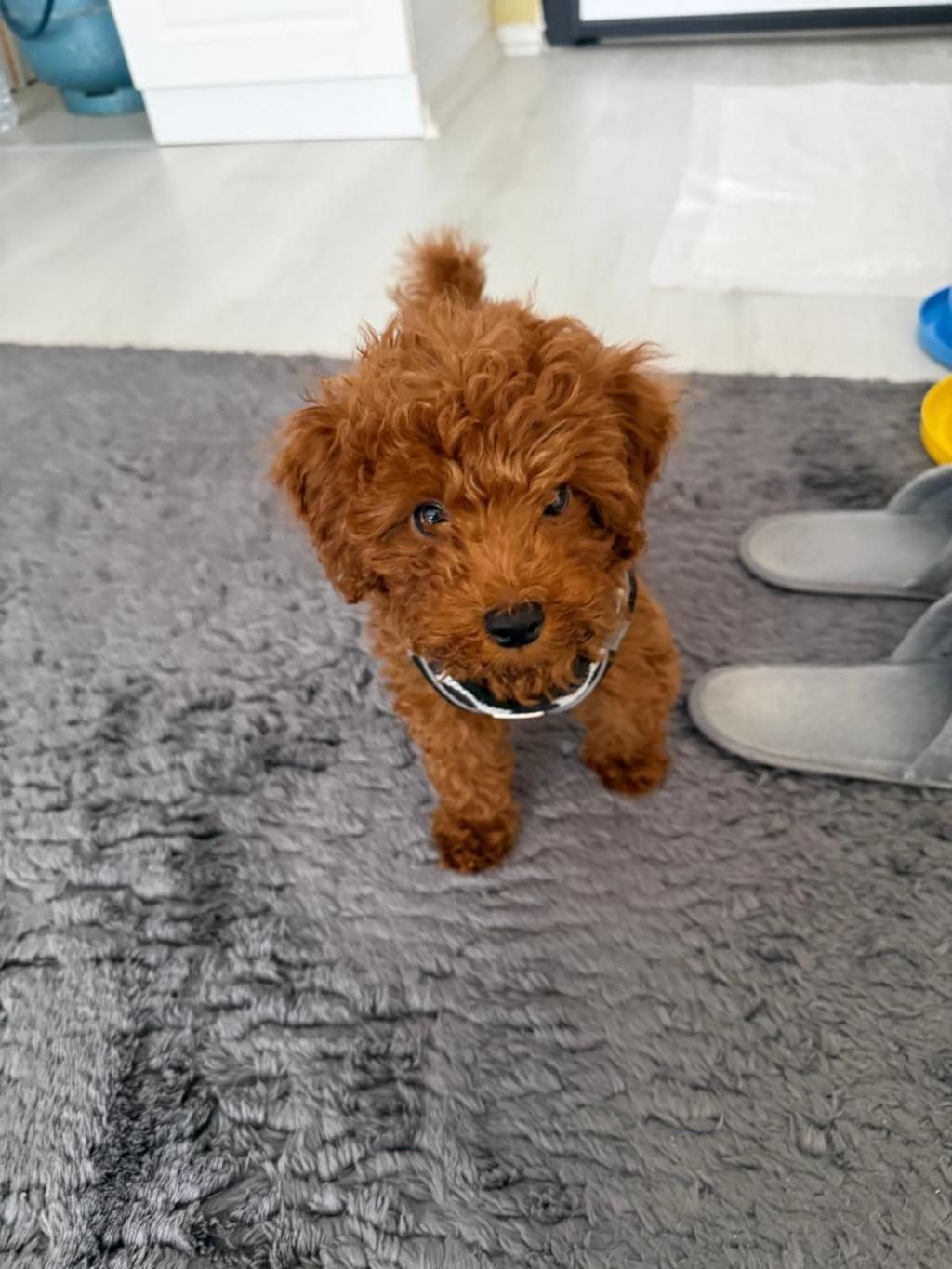 BAKIMLARI TAM MALZEMELERİ İLE BİRLİKTE BEBEK TOY POODLE