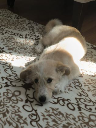 OYUNCU BİR MALTİPOO