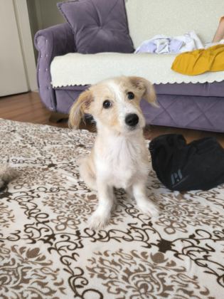 OYUNCU BİR MALTİPOO