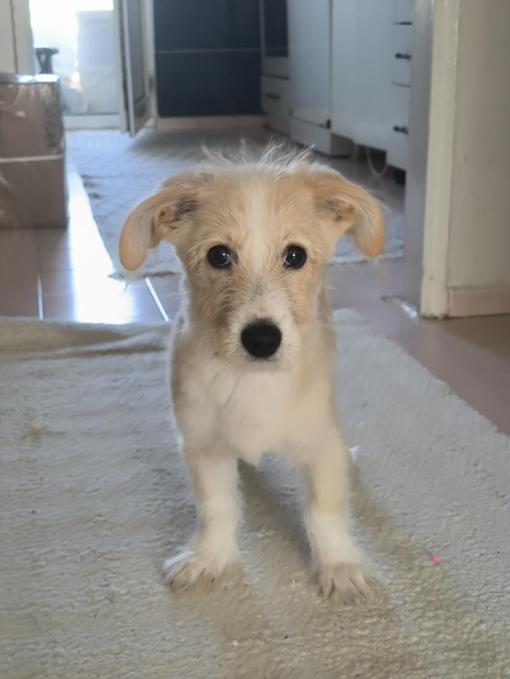 OYUNCU BİR MALTİPOO