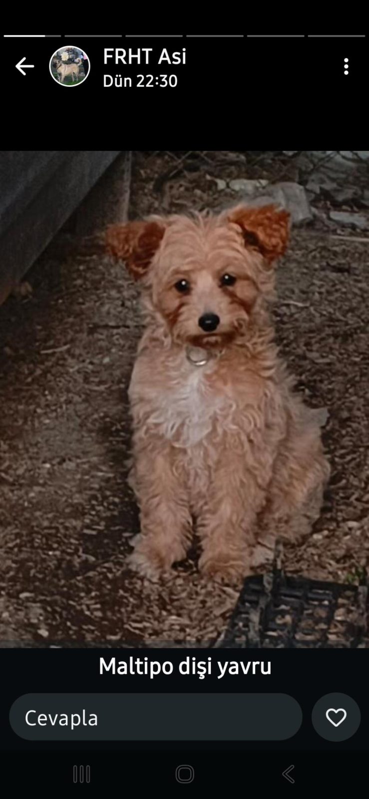 USLU BİR MALTİPOO KIZ