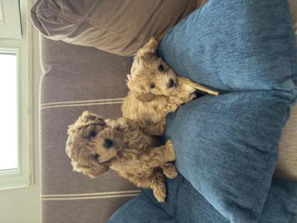TEACUP KORE MALTİPOO HİPOALERJENİK IRK GARANTİLİ YAVRULAR