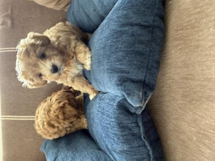 TEACUP KORE MALTİPOO HİPOALERJENİK IRK GARANTİLİ YAVRULAR