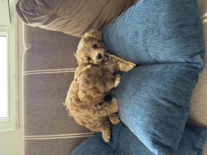 TEACUP KORE MALTİPOO HİPOALERJENİK IRK GARANTİLİ YAVRULAR