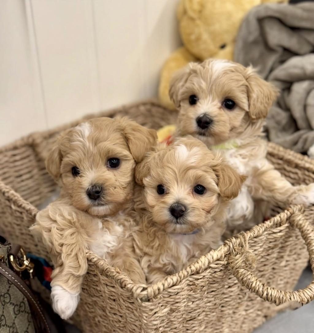 SEVİMLİ OYUNCU MALTİPOO MİNİ BOY YAVRULAR