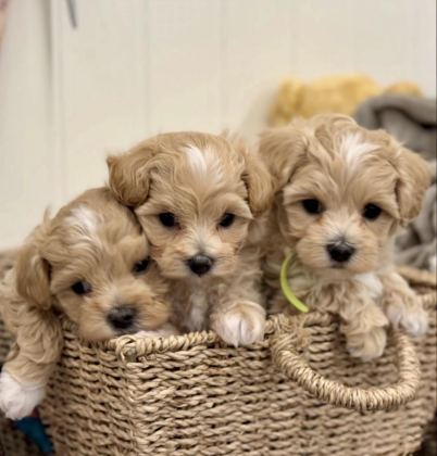 SEVİMLİ OYUNCU MALTİPOO MİNİ BOY YAVRULAR