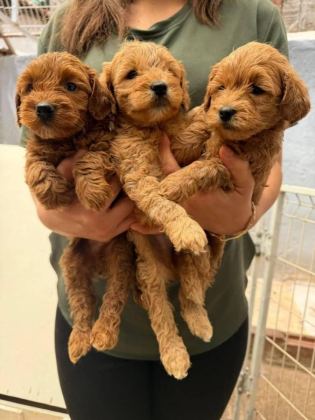 ANATOMİ HARİKASI MALTİPOO YAVRULAR