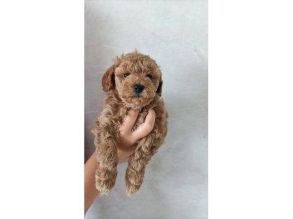 TOY POODLE APRİCOT YAVRULARIMIZ