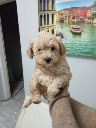 MALTİPOO YAVRULARIMIZ