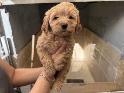 MALTİPOO YAVRULARIMIZ