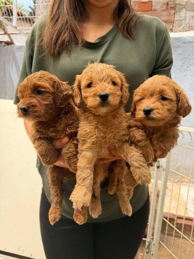 ANATOMİ HARİKASI MALTİPOO YAVRULAR